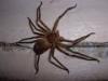 L'araignée