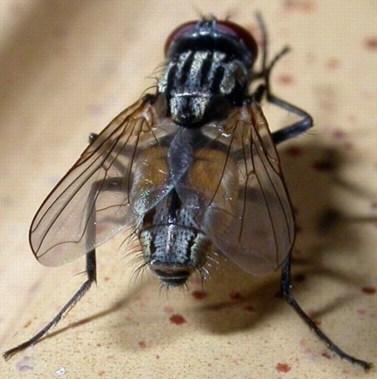 La mouche domestique