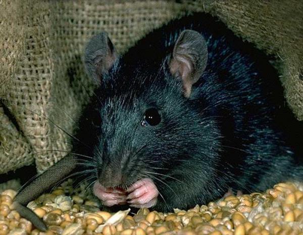 Le rat noir