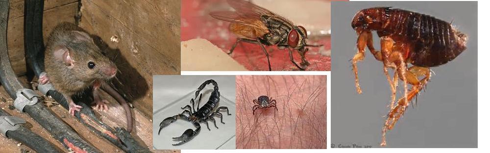Désinsectisation et Dératisation