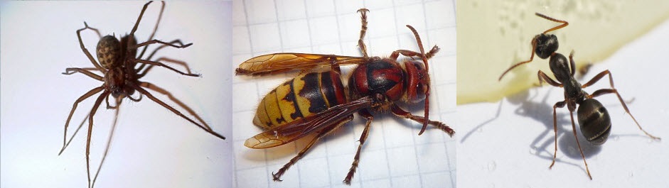 L'art de l'hygiène - spécialiste anti-nuisible