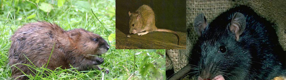 Lutter contre les rongeurs